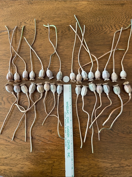 Other - Dried 30 Poppy Seed Pods  -  Natural Beige